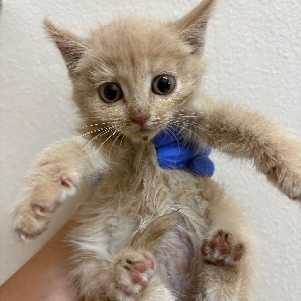 Abracadabra - Domestic Shorthair