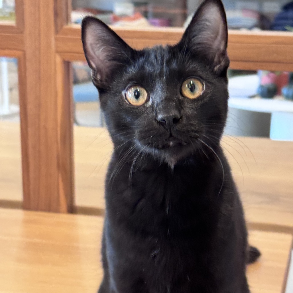 Damien - Domestic Shorthair