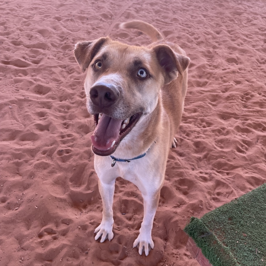 Bo - Catahoula Leopard Dog/Mix