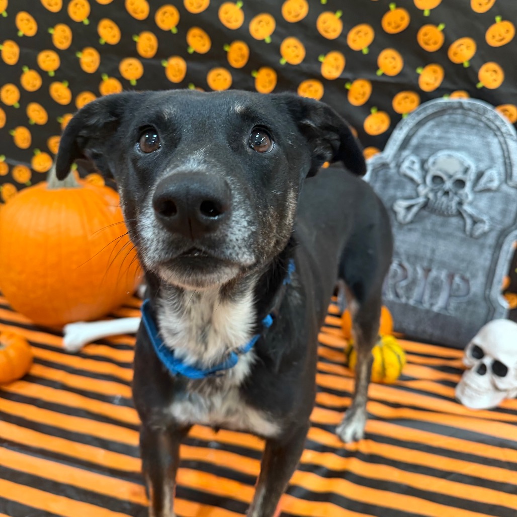Bonnie - Terrier, American Pit Bull/Cattle Dog