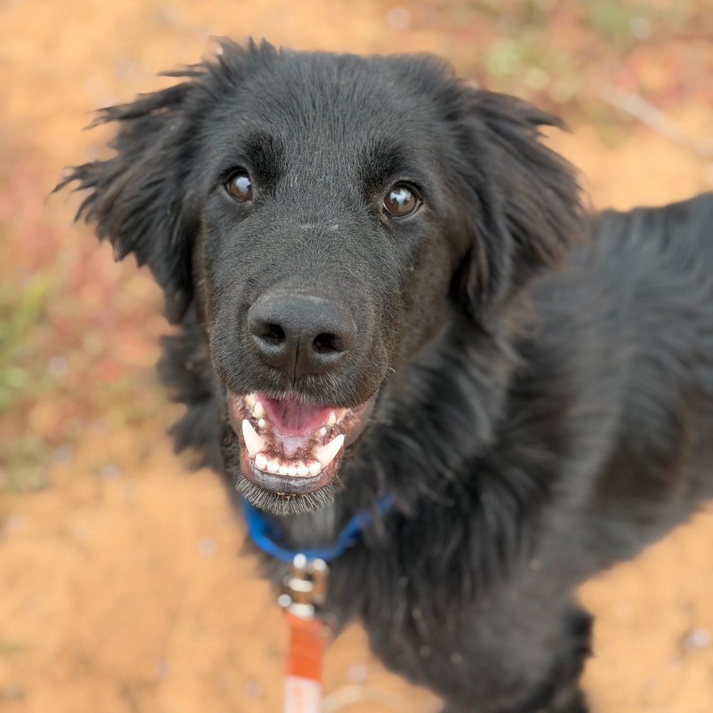 Tucker - Retriever, Labrador/Collie, Border