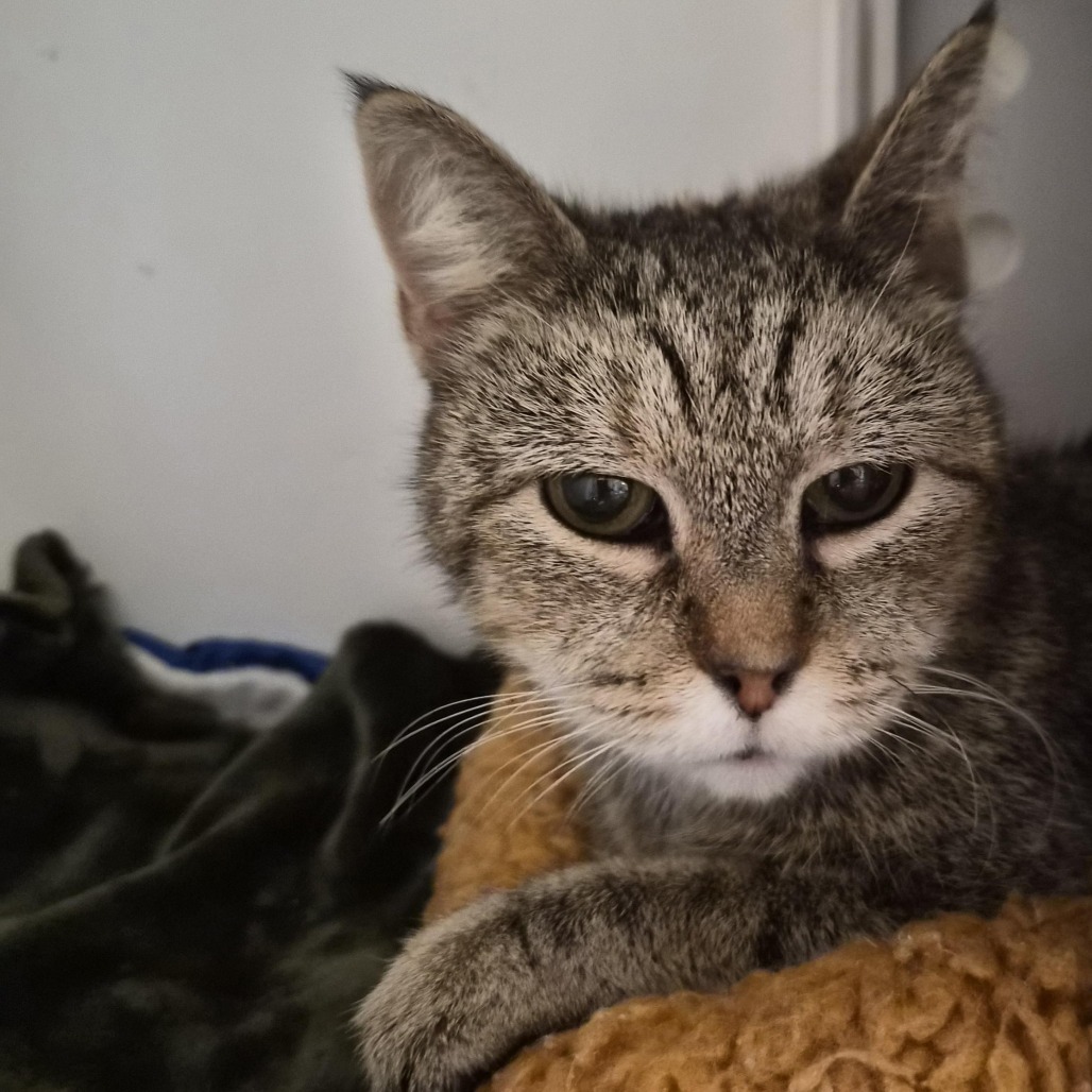 Shawna - Domestic Shorthair