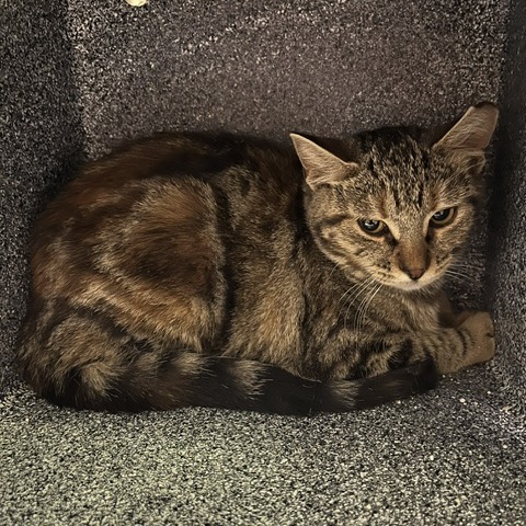 Duck - Domestic Shorthair