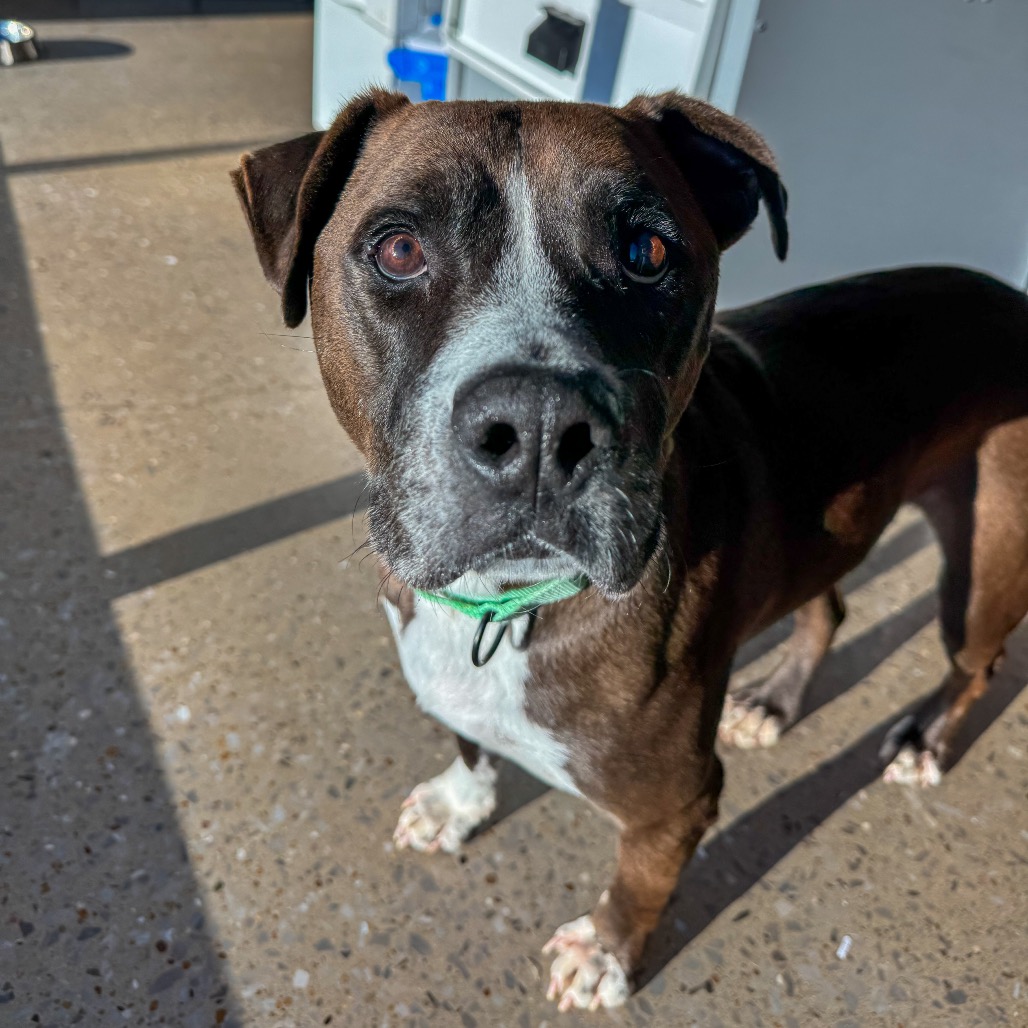 Sweet Tea - Mixed Breed (Medium)