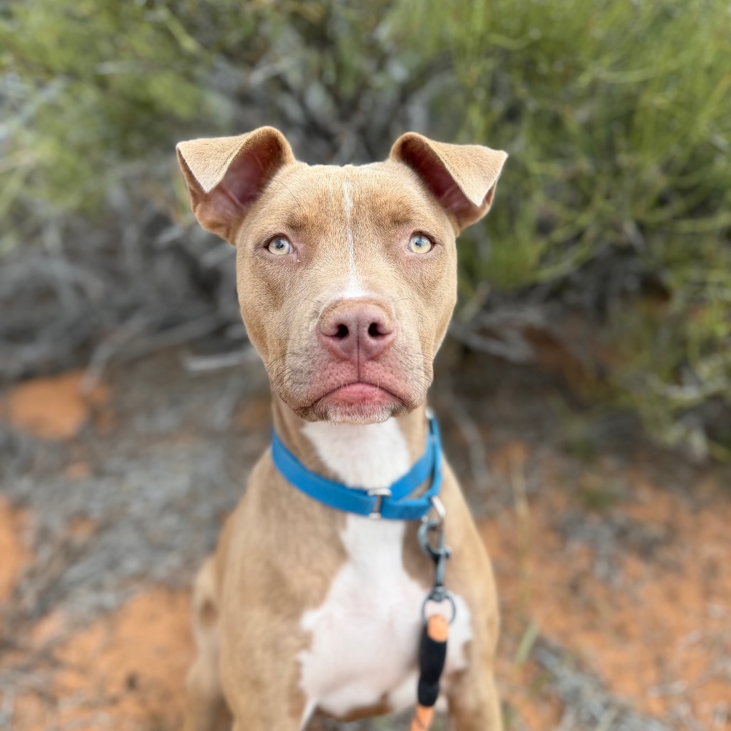 Cali - Terrier, American Pit Bull/Mixed Breed (Medium)