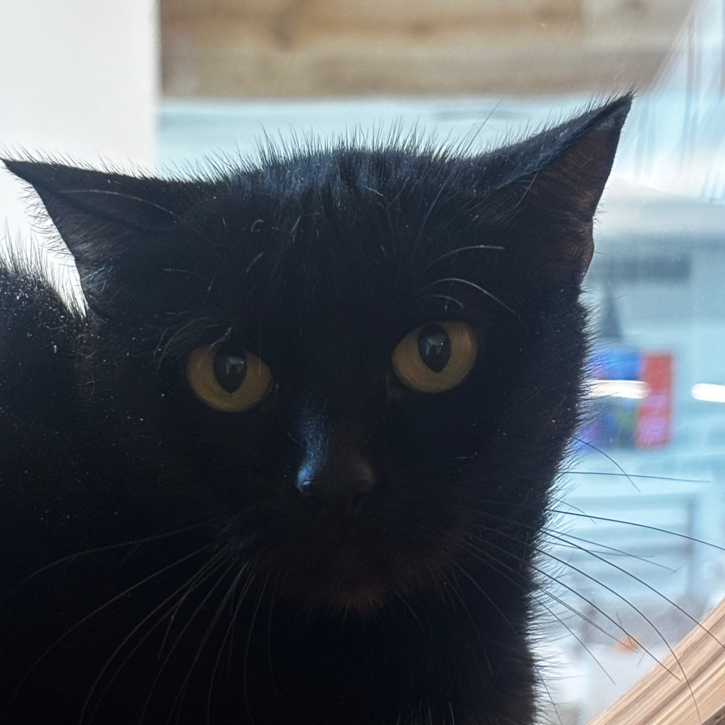 Cassie - Domestic Shorthair