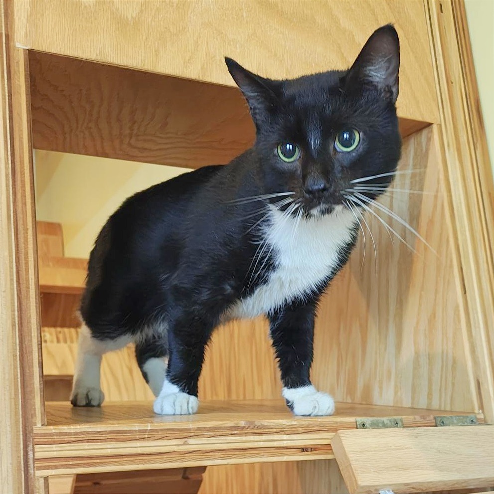 Page - Domestic Shorthair