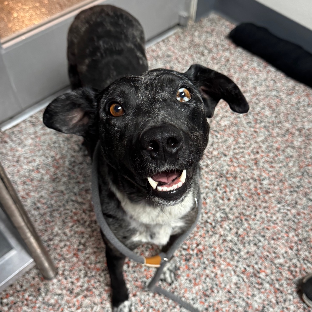 Celeste - Mixed Breed (Medium)/Catahoula Leopard Dog