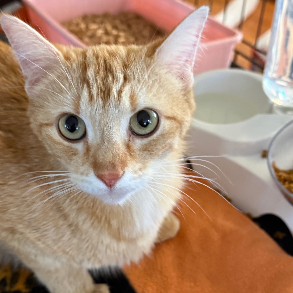 Alice - Domestic Shorthair