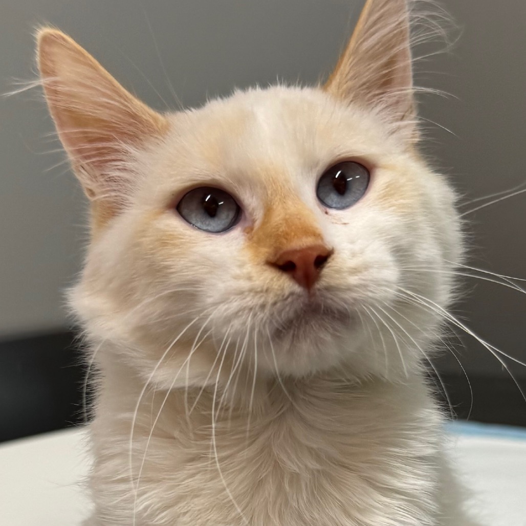 Awawa - Domestic Medium Hair
