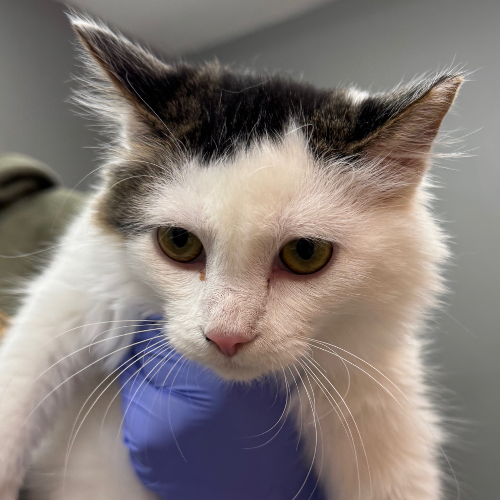Bazinga - Domestic Medium Hair