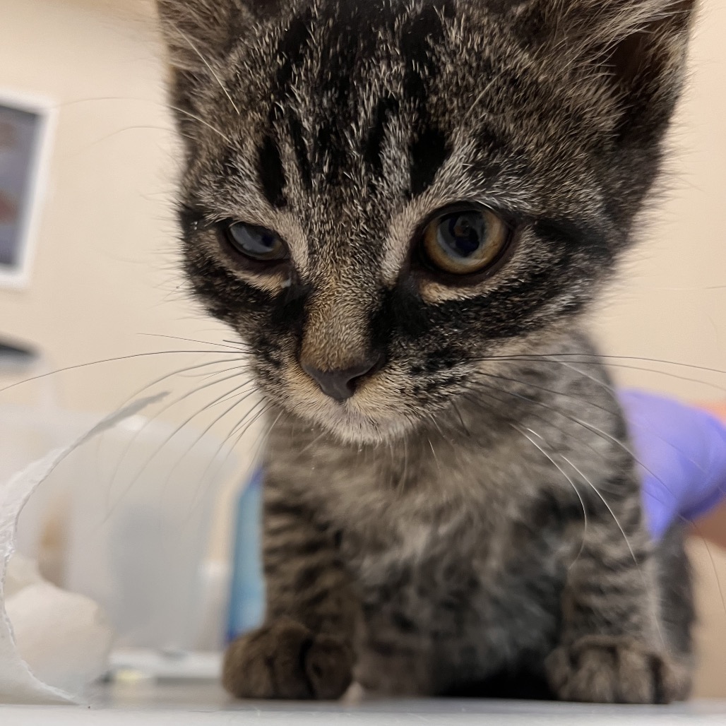 Alp - Domestic Shorthair