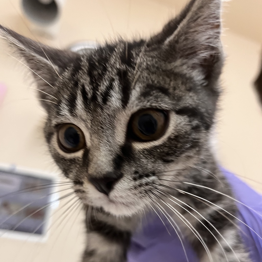 Anvil - Domestic Shorthair