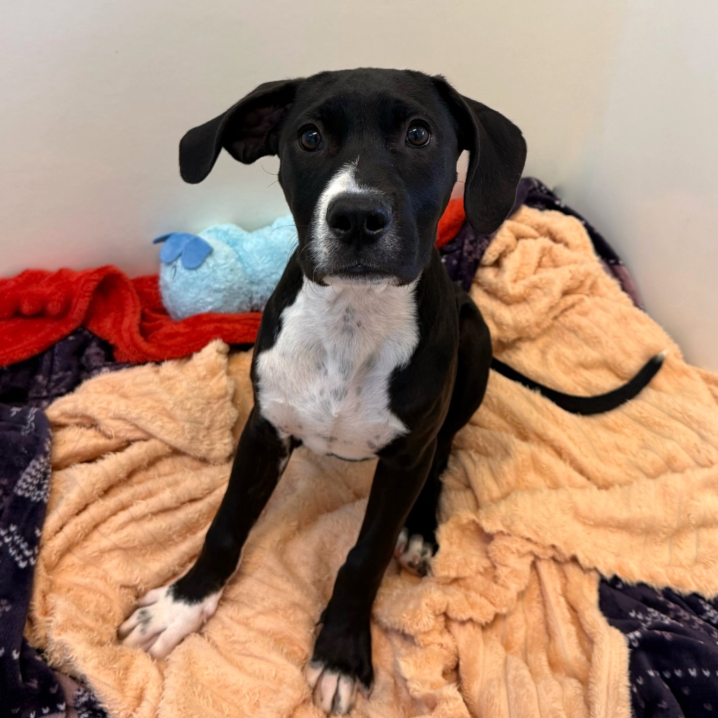Burgess - Terrier, American Pit Bull/Retriever, Labrador