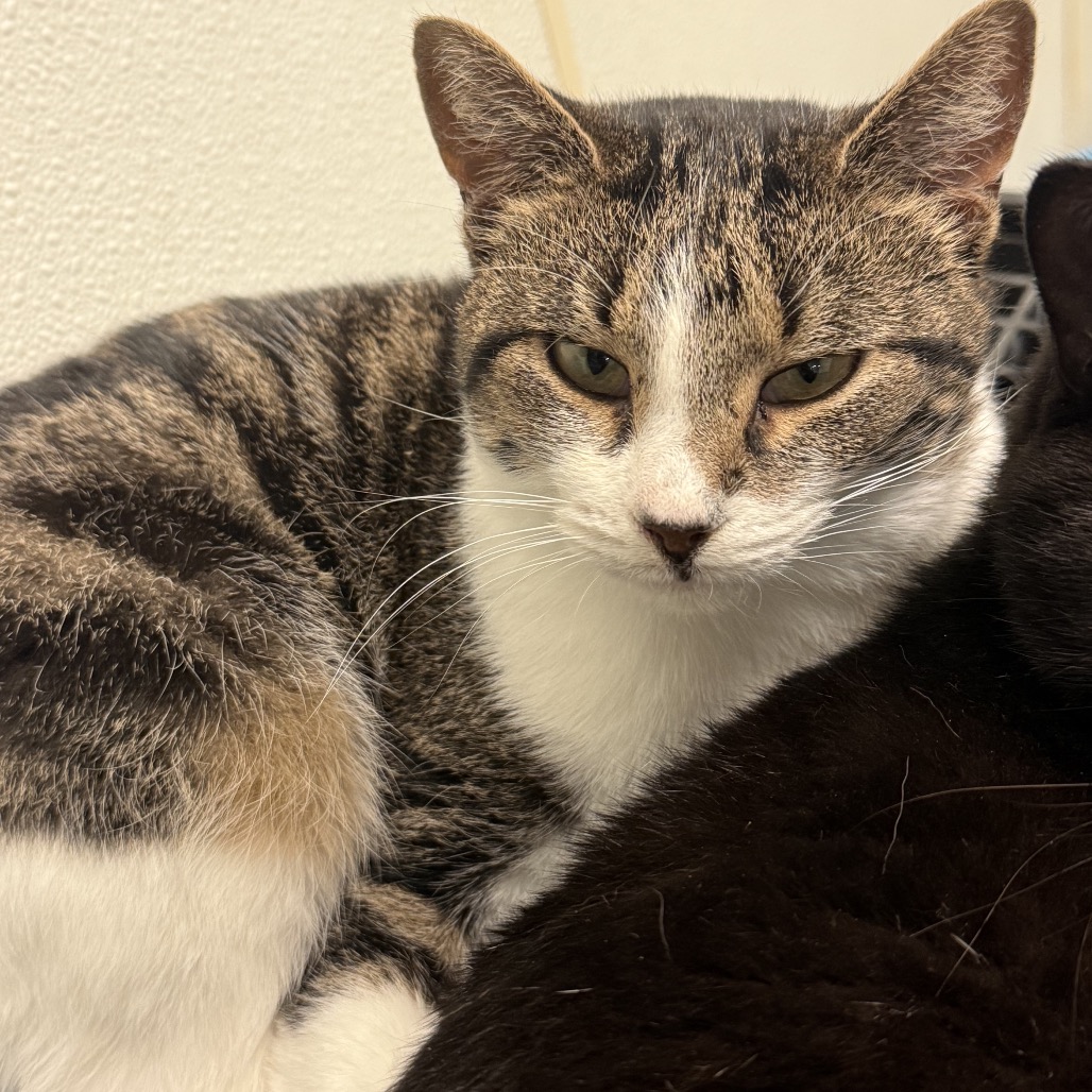 Bunny - Domestic Shorthair