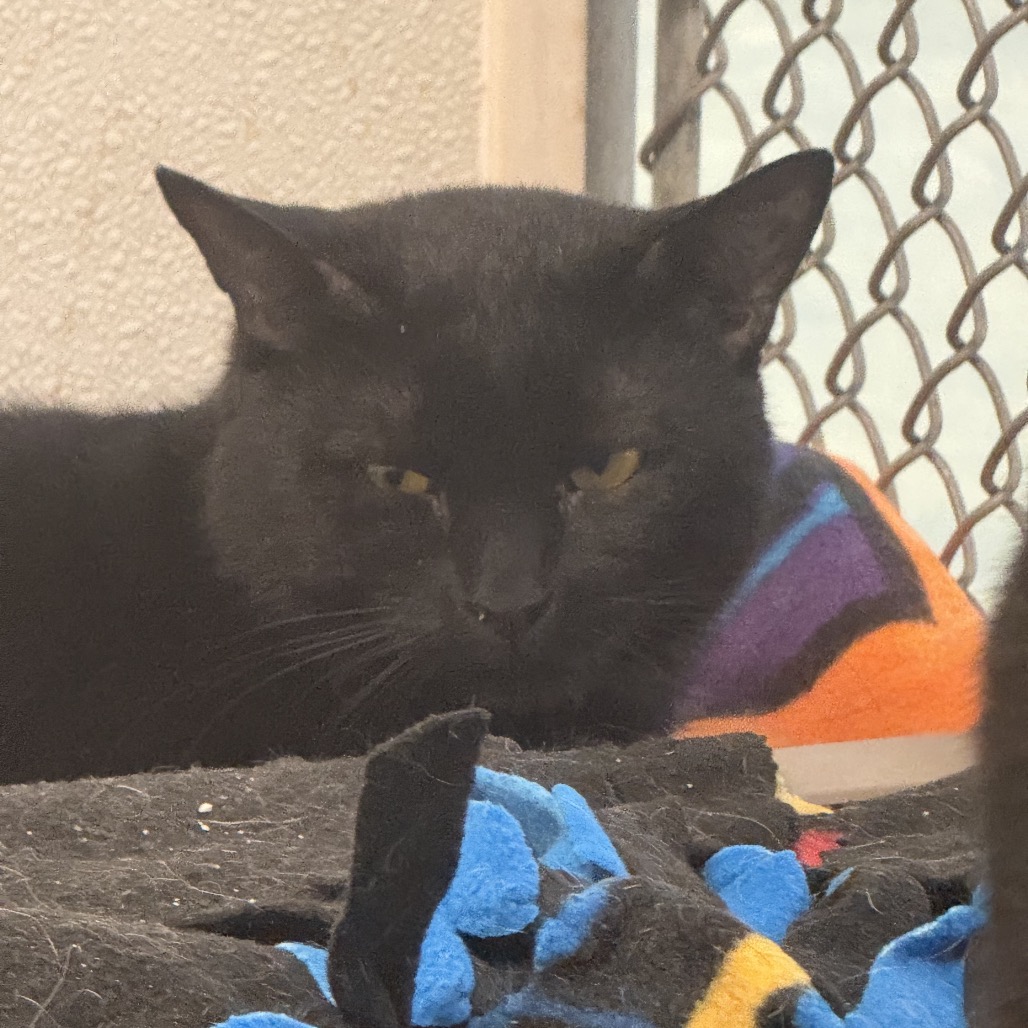 Billy - Domestic Shorthair