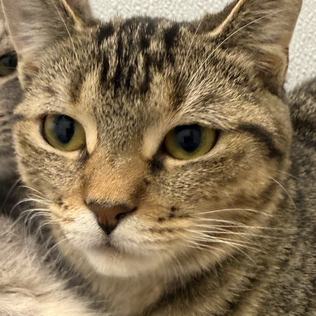 Bess - Domestic Shorthair