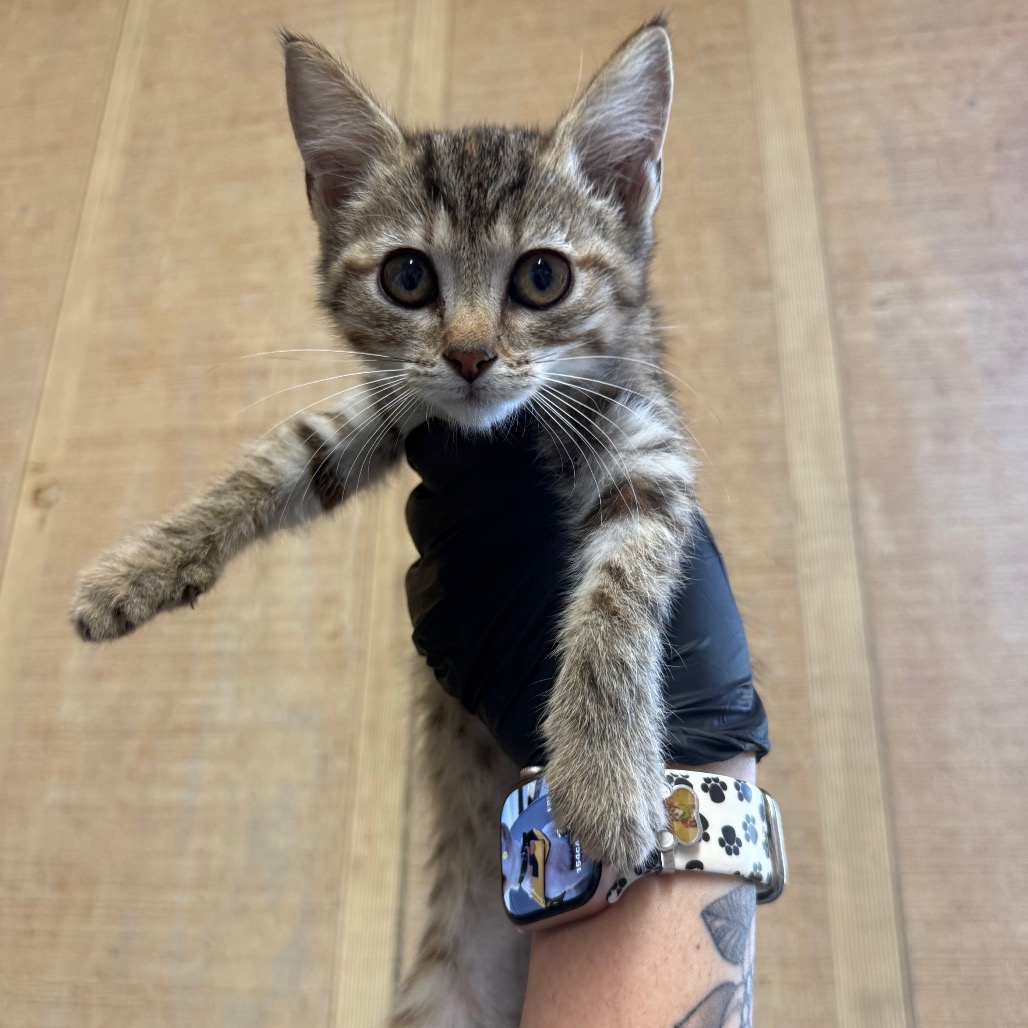 Chili - Domestic Shorthair