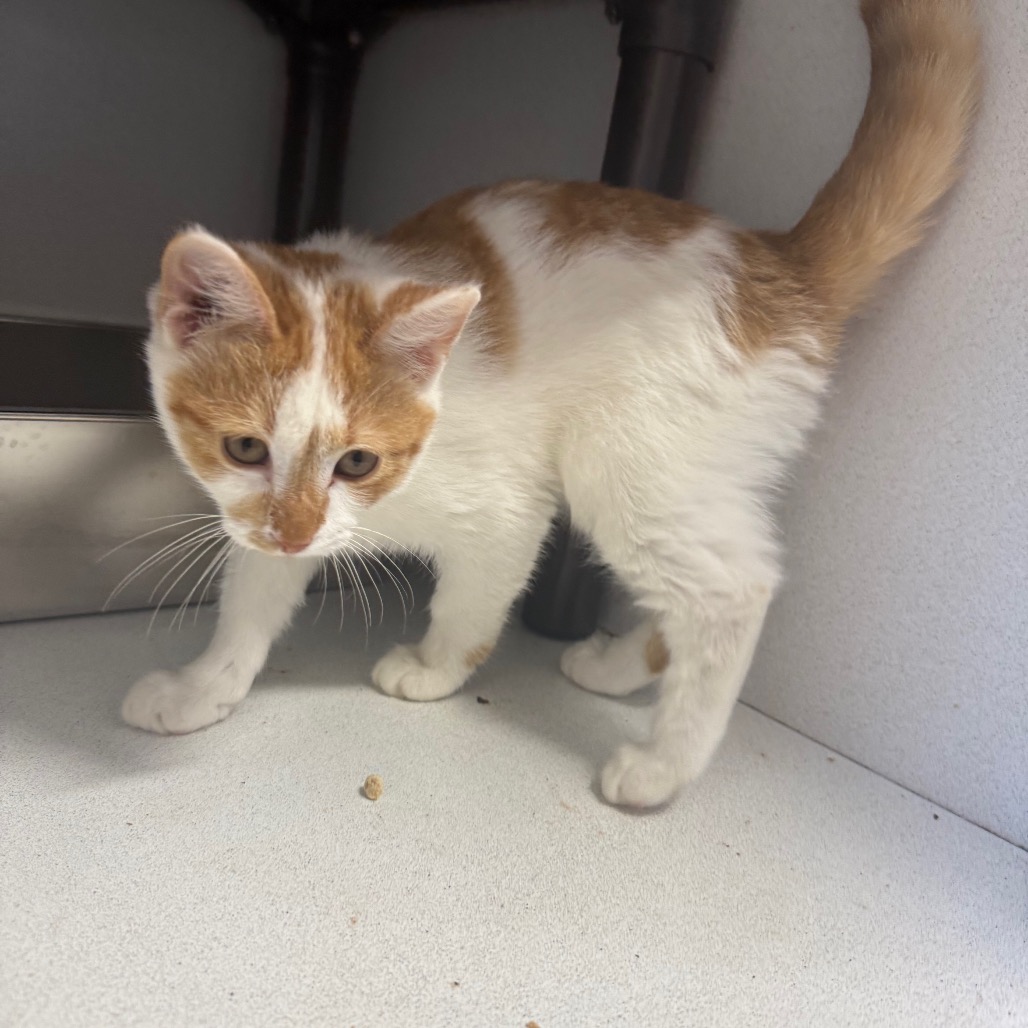 Cliff - Domestic Shorthair