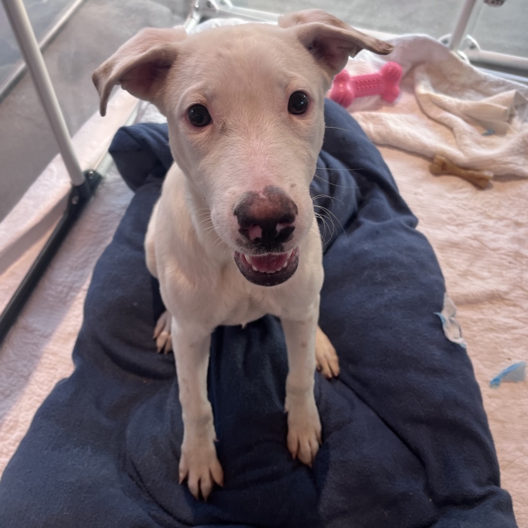 Maiz - Mixed Breed (Medium)