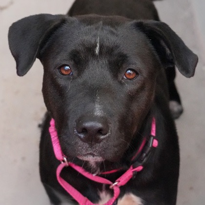 Sadie - Shepherd/Mix