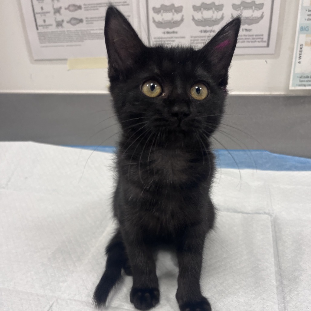 Dolly (pink) - Domestic Shorthair