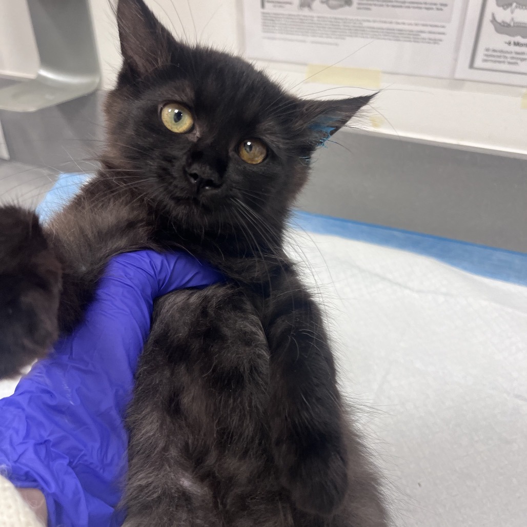 Daisy (Light Blue) - Domestic Longhair