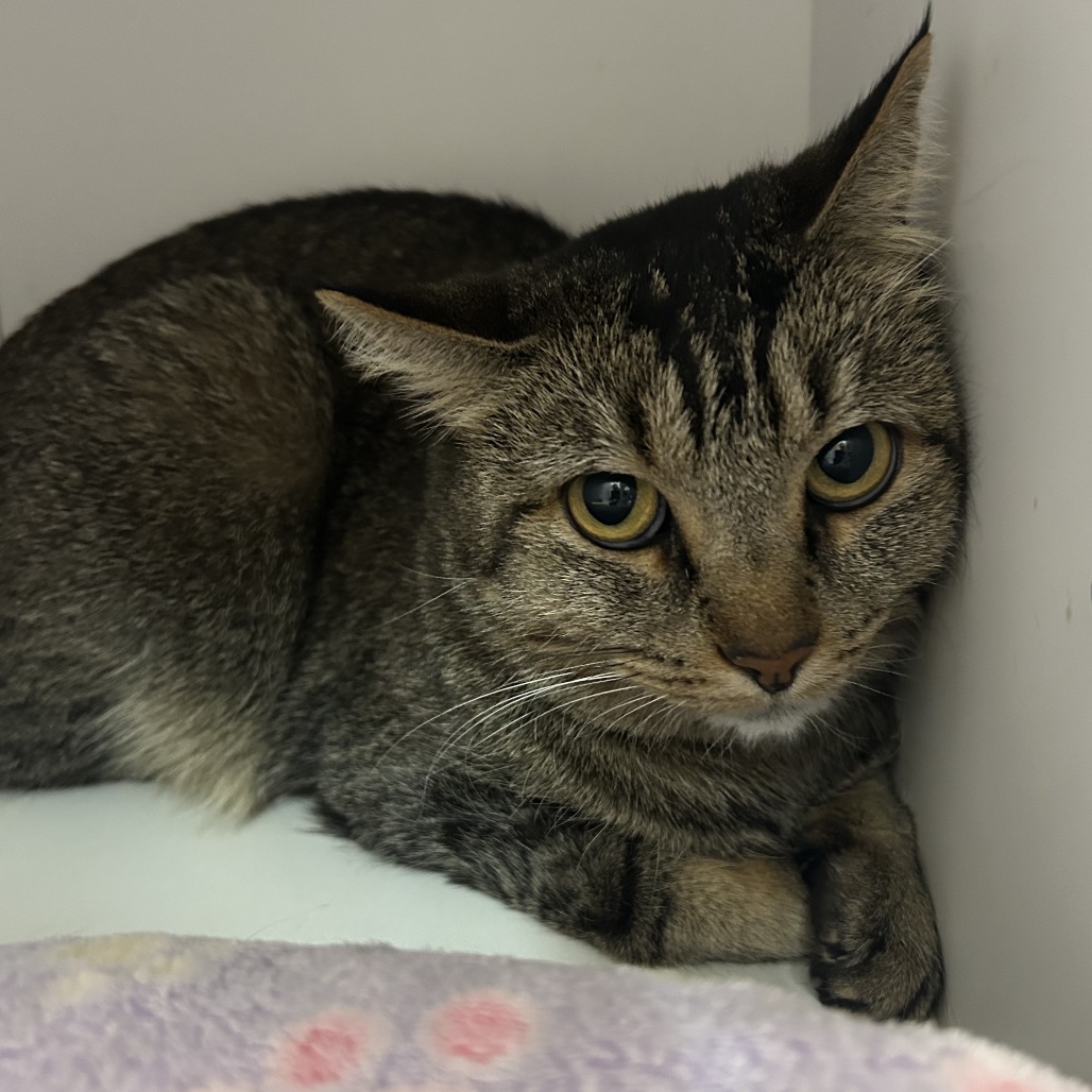 Lodge - Domestic Shorthair