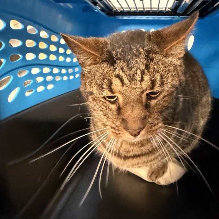 Clarence - Domestic Shorthair
