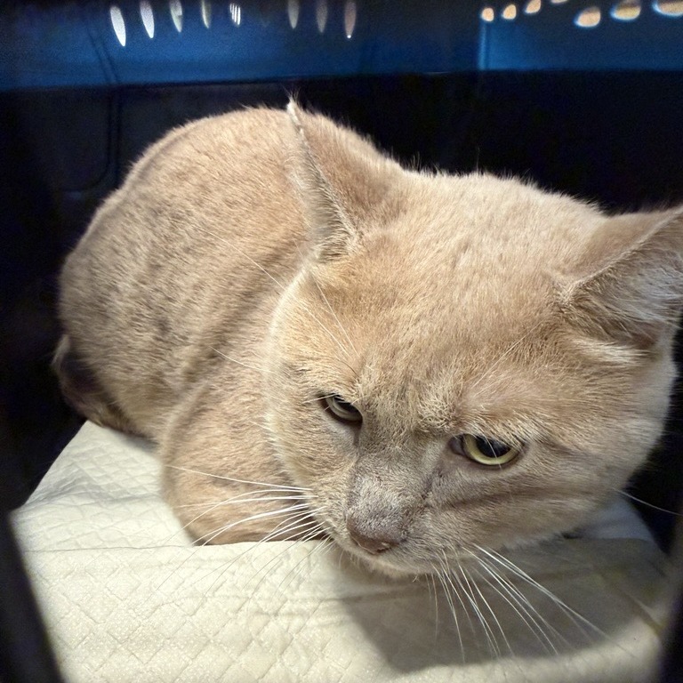 Budha - Domestic Shorthair