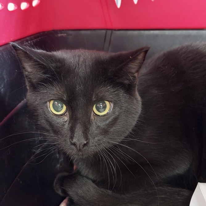 Cedrick - Domestic Shorthair