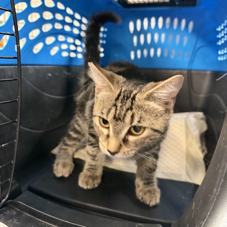Anna-Belle - Domestic Shorthair