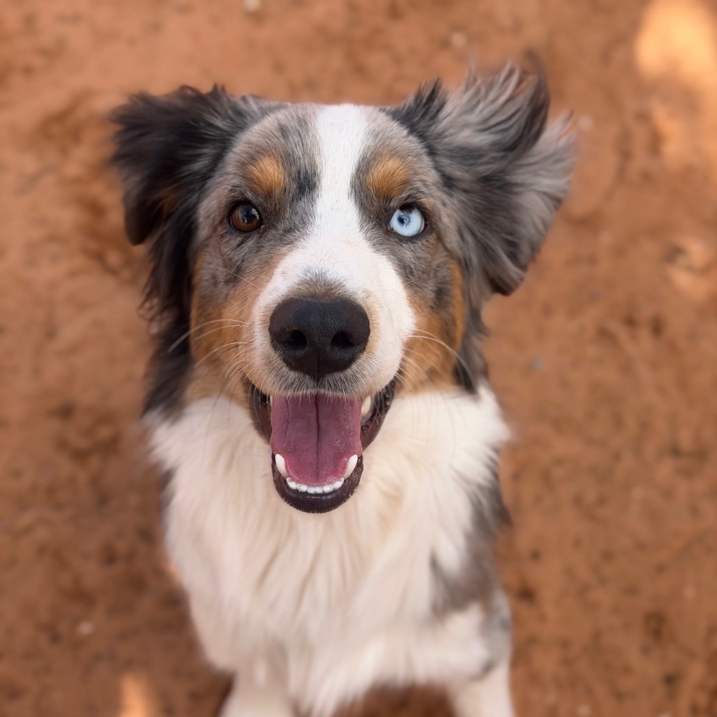 Bissell - Shepherd, Australian