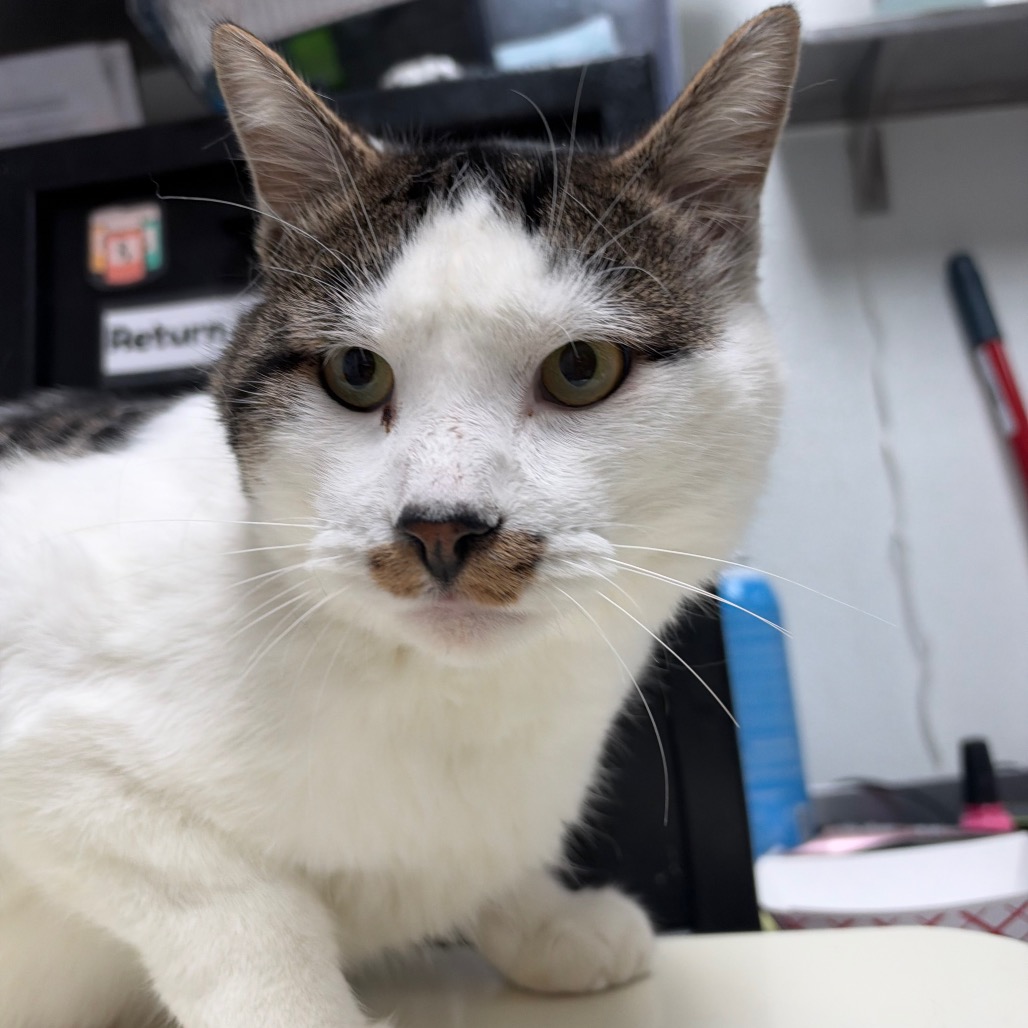 "Andre" - Domestic Shorthair