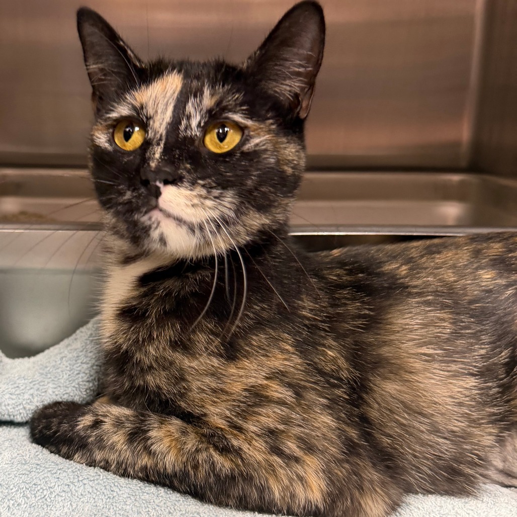 "Purrberry" - Domestic Shorthair