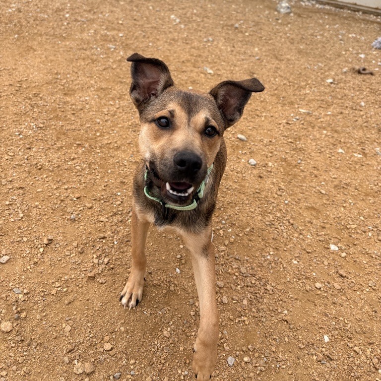 Thelma Lou - Mixed Breed (Medium)