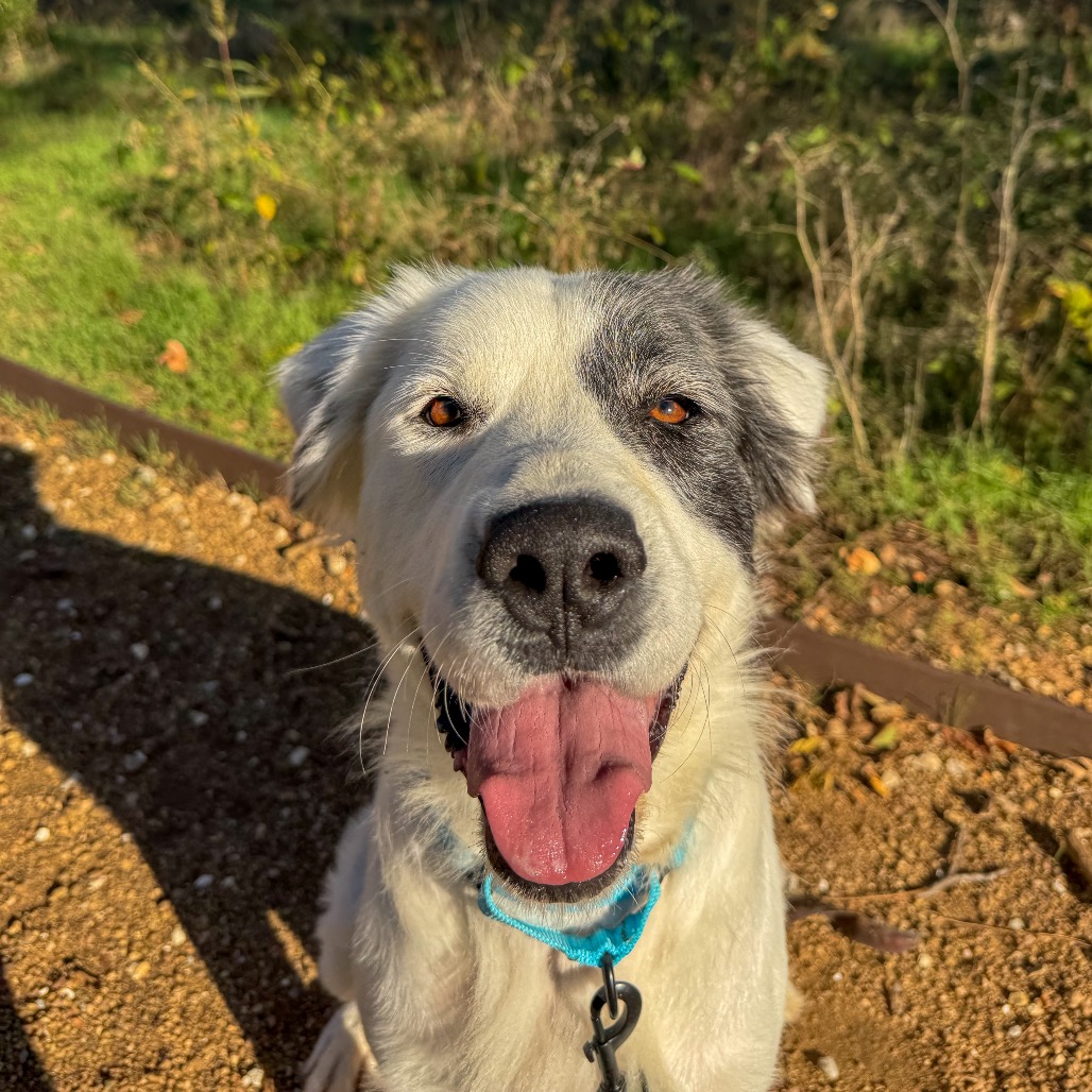 Cotton - Mixed Breed (Large)