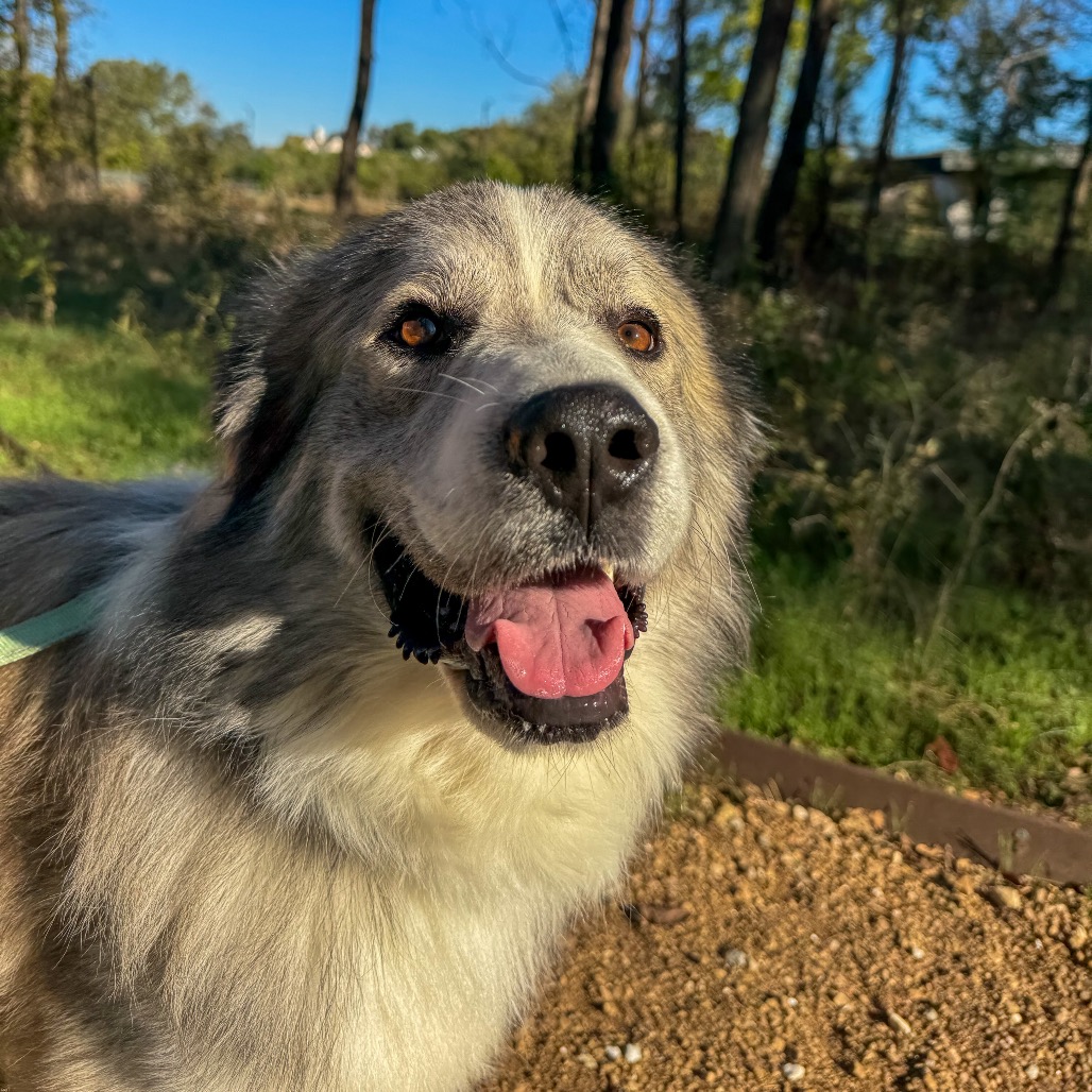 Ichabod - Mixed Breed (Large)