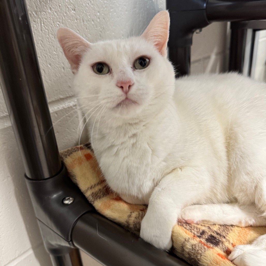 Mozzarella - Domestic Shorthair