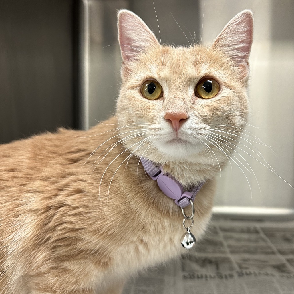 Aspen - Domestic Shorthair