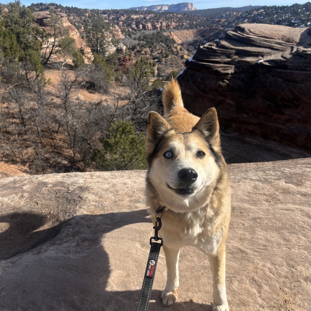Abby Cadabby - Husky/Mix