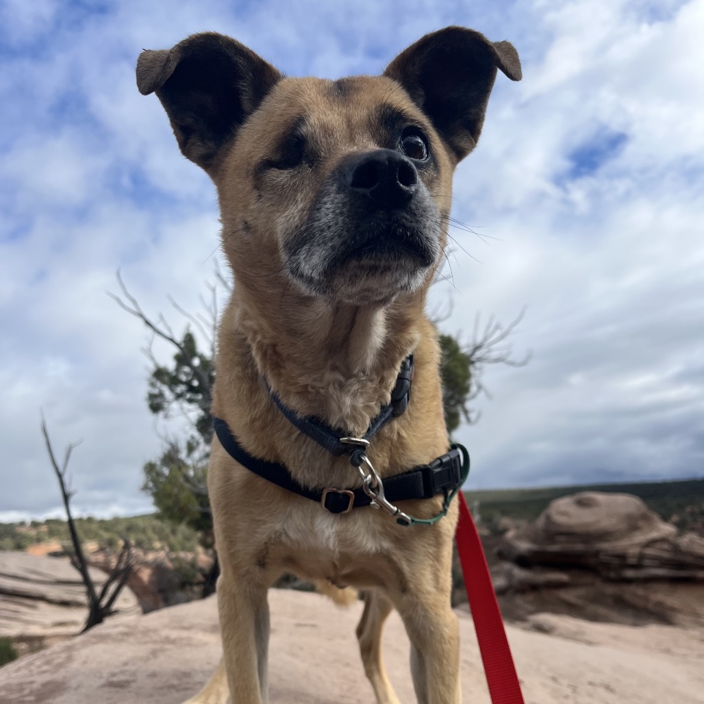 Adoptable Female Terrier, American Pit Bull/Shepherd, German