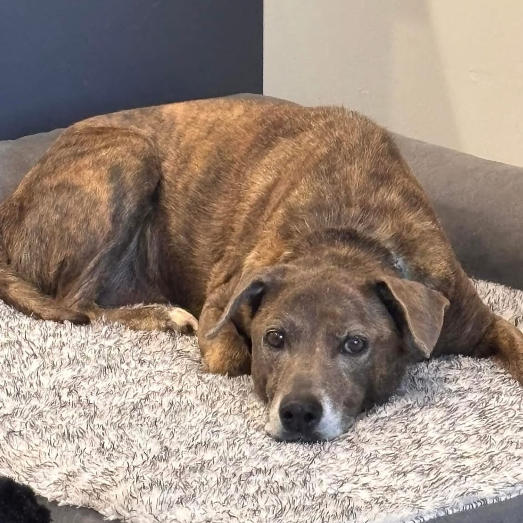 Adoptable Female Hound, Plott