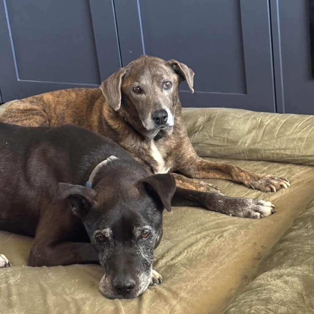 Adoptable Female Hound, Plott