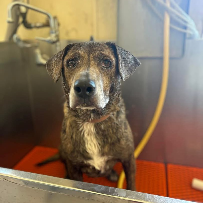 Adoptable Female Hound, Plott