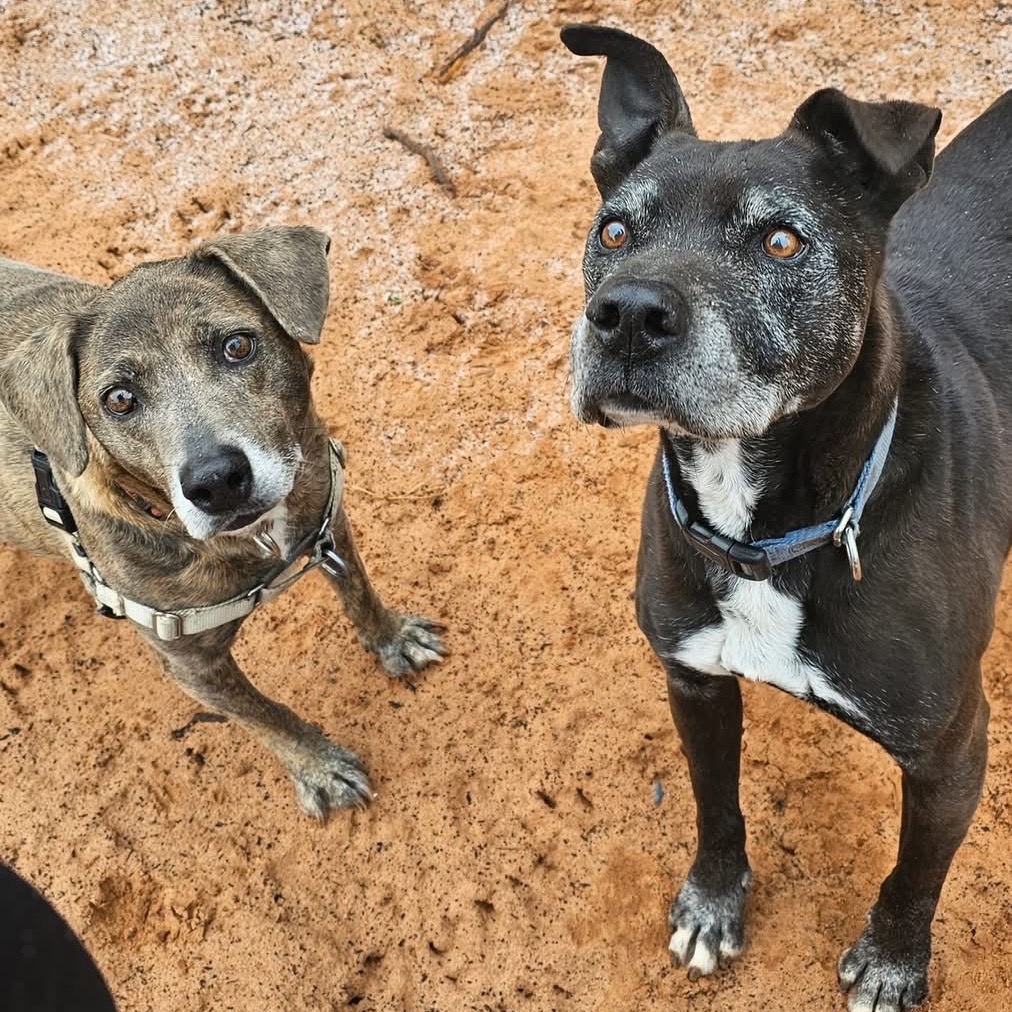 Adoptable Female Hound, Plott