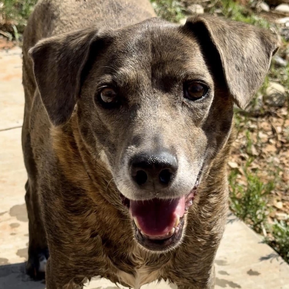 Adoptable Female Hound, Plott