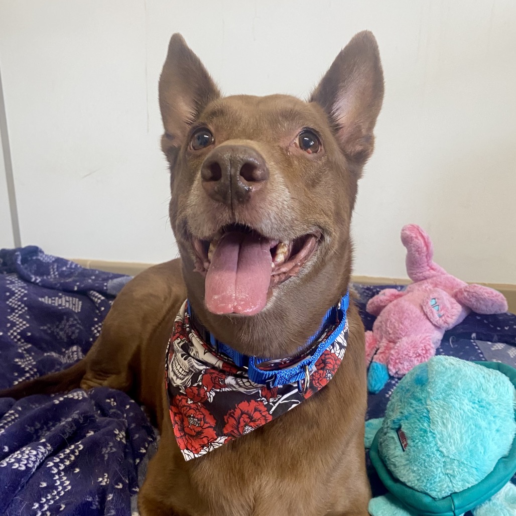 Chai - Shepherd/Mix