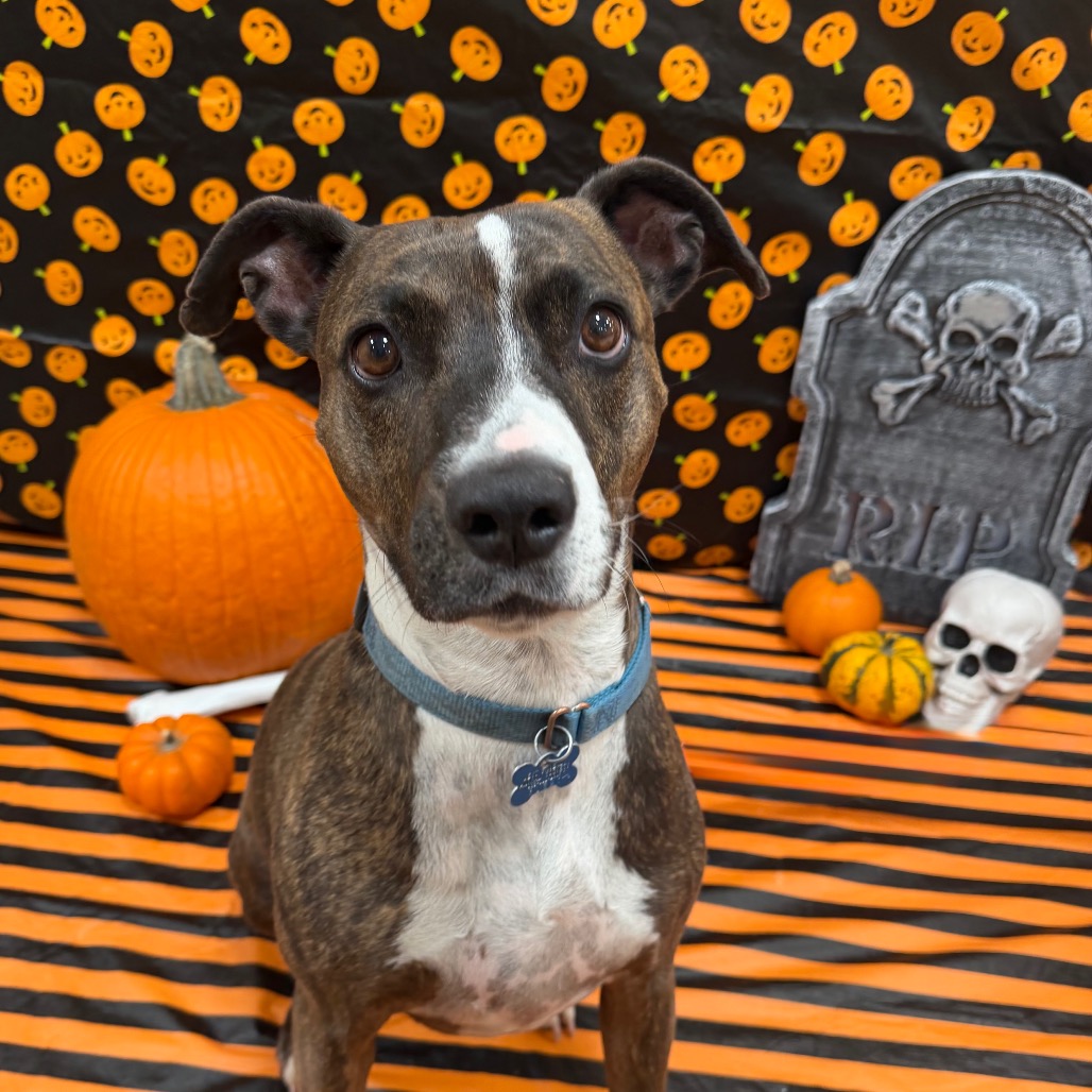 Brahms - Boxer/Mix