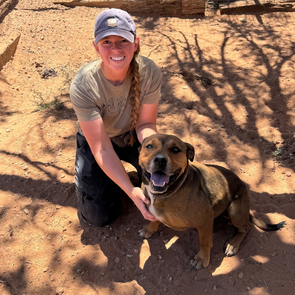 Adoptable Female Terrier, American Staffordshire/Shepherd